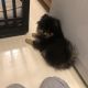 Pomeranian Puppies for sale in Bellevue, WA, USA. price: $3,500