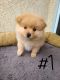 Pomeranian Puppies for sale in Paramount, CA, USA. price: $1,200