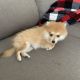 Pomeranian Puppies for sale in Parma, OH, USA. price: $900