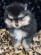 Pomeranian Puppies for sale in Greenville, GA 30222, USA. price: NA