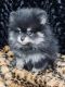 Pomeranian Puppies for sale in Greenville, GA 30222, USA. price: NA