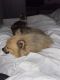 Pomeranian Puppies for sale in Denver, CO, USA. price: $1,500