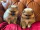 Pomeranian Puppies for sale in San Francisco Bay Area, CA, USA. price: NA