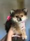 Pomeranian Puppies for sale in Provo, UT, USA. price: NA