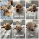 Pomeranian Puppies for sale in New St, Woodbridge Township, NJ, USA. price: NA