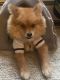 Pomeranian Puppies for sale in Belmont, CA 94002, USA. price: $3,500