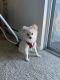 Pomeranian Puppies for sale in Bellevue, WA, USA. price: $1,000