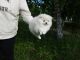Pomeranian Puppies for sale in Pensacola, FL, USA. price: $500