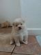Pomeranian Puppies for sale in North Highlands, CA, USA. price: NA