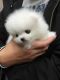 Pomeranian Puppies for sale in Virginia Beach, VA, USA. price: $700