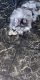 Pomeranian Puppies for sale in 2674 S Santa Fe St, Wichita, KS 67216, USA. price: $1,200