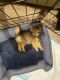 Pomeranian Puppies for sale in Anaheim Hills, Anaheim, CA, USA. price: NA