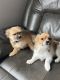 Pomeranian Puppies for sale in Hudsonville, MI 49426, USA. price: NA