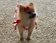 Pomeranian Puppies for sale in Davenport, FL, USA. price: NA