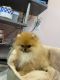 Pomeranian Puppies for sale in Rixeyville, VA 22737, USA. price: NA