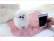 Pomeranian Puppies for sale in Owatonna, MN 55060, USA. price: NA
