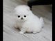 Pomeranian Puppies for sale in Vermillion, SD 57069, USA. price: $380