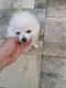 Pomeranian Puppies for sale in Sanford, FL, USA. price: NA
