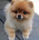 Pomeranian Puppies for sale in Columbus Cir, New York, NY, USA. price: NA