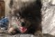 Pomeranian Puppies for sale in 271 Thorn Ln, Newark, DE 19711, USA. price: $2,280