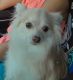 Pomeranian Puppies for sale in Woodway, TX 76712, USA. price: NA