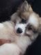 Pomeranian Puppies for sale in Fort Lauderdale, FL, USA. price: $3,000
