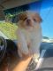 Pomeranian Puppies for sale in Manteca, CA 95337, USA. price: NA