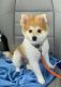Pomeranian Puppies for sale in Revere, MA, USA. price: $1,000