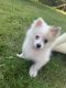 Pomeranian Puppies for sale in West Bloomfield Township, MI, USA. price: $2,500