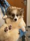 Pomeranian Puppies for sale in North Lauderdale, FL, USA. price: NA