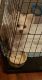 Pomeranian Puppies for sale in Fairfield, AL, USA. price: $400