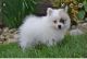Pomeranian Puppies for sale in West Bloomfield Township, MI, USA. price: $1,000