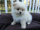 Pomeranian Puppies for sale in Texas City, TX, USA. price: $680