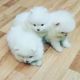 Pomeranian Puppies for sale in Union City, CA, USA. price: $680
