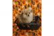 Pomeranian Puppies for sale in Clarksville, TN, USA. price: NA
