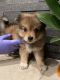 Pomeranian Puppies for sale in Carver Rd, Modesto, CA, USA. price: NA