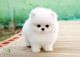 Pomeranian Puppies for sale in Colorado Springs, CO, USA. price: $680