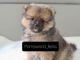Pomeranian Puppies for sale in Peoria, AZ 85383, USA. price: NA