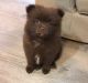 Pomeranian Puppies for sale in Charlotte, NC, USA. price: NA