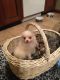 Pomeranian Puppies for sale in Willimantic, CT 06226, USA. price: NA