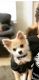 Pomeranian Puppies for sale in Salem, OR, USA. price: NA