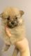 Pomeranian Puppies for sale in Hialeah, FL 33018, USA. price: NA