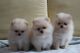 Pomeranian Puppies for sale in Elgin, IL 60123, USA. price: NA
