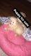 Pomeranian Puppies for sale in Baltimore, MD 21208, USA. price: $1,000
