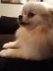 Pomeranian Puppies for sale in Tahlequah, OK 74464, USA. price: $200