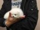 Pomeranian Puppies for sale in Santa Fe, NM, USA. price: NA