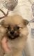 Pomeranian Puppies for sale in Hialeah, FL 33018, USA. price: NA