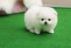 Pomeranian Puppies for sale in Juneau, AK, USA. price: $500