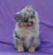 Pomeranian Puppies for sale in Royal Palm Beach, FL, USA. price: NA