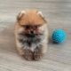 Pomeranian Puppies for sale in Longview Ave, White Plains, NY, USA. price: NA